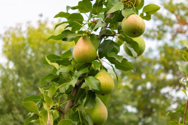 Primer plano de un peral con frutas en el jardín de una granja Peras maduras Varias peras maduras en la rama de un árbol