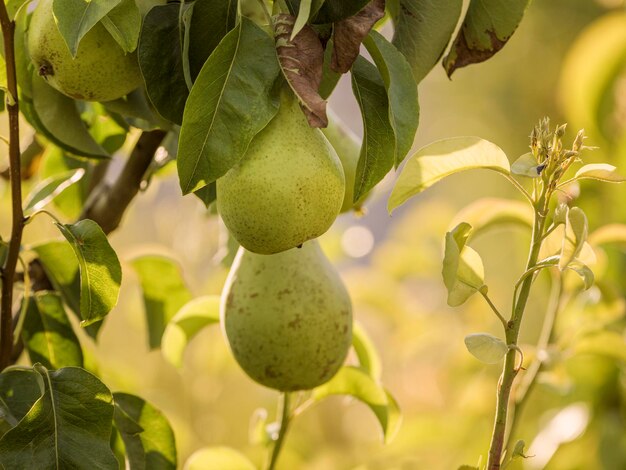 Primer plano con peras naturales en un huerto