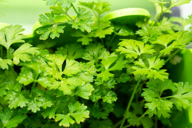 Primer plano de perejil verde cultivado en casa.