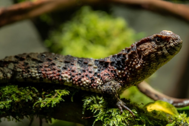 Distribución actual del lagarto cocodrilo chino (Shinisaurus