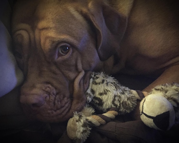 Foto primer plano de un perro acostado con un juguete