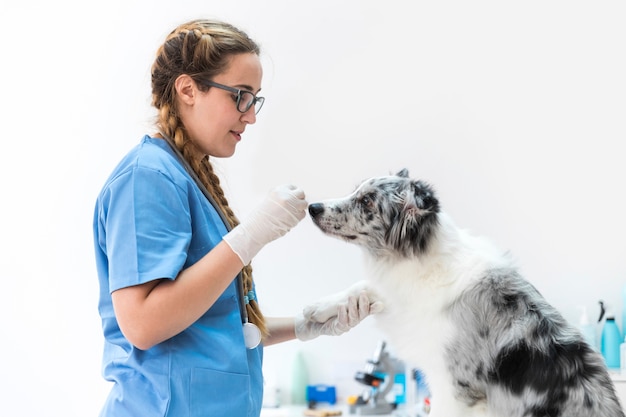 Foto primer plano de un perro de alimentación veterinario femenino en la clínica