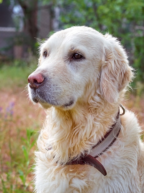 Primer plano de perro de belleza Golden retriever.