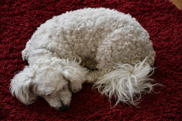 Foto primer plano de un perro blanco en la alfombra