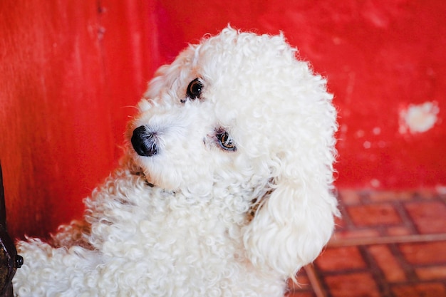 Foto primer plano de un perro blanco contra una pared roja