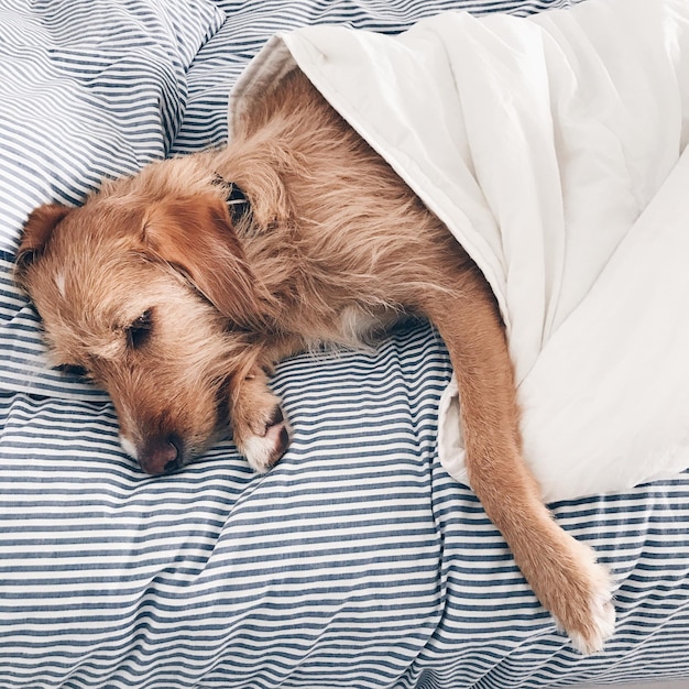 Primer plano de un perro en la cama