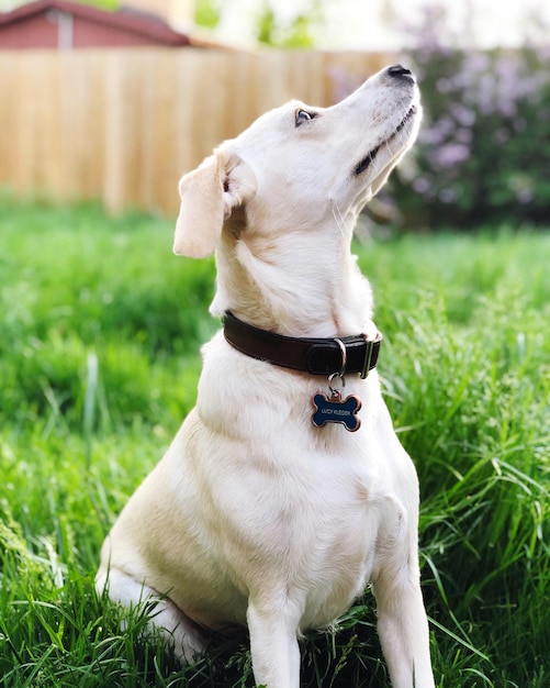 Foto primer plano de un perro en un campo de hierba