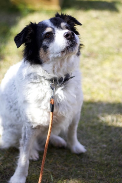 Foto primer plano del perro en el campo