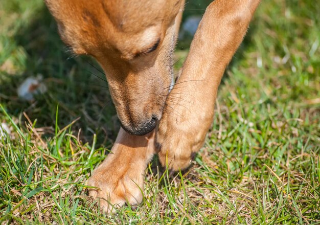 Foto primer plano de un perro en el campo