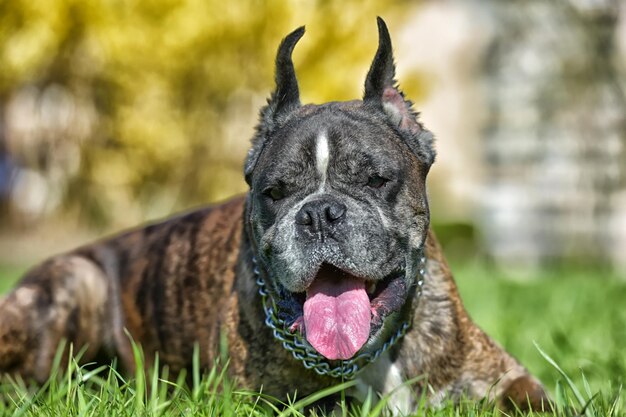 Foto primer plano de un perro en el campo