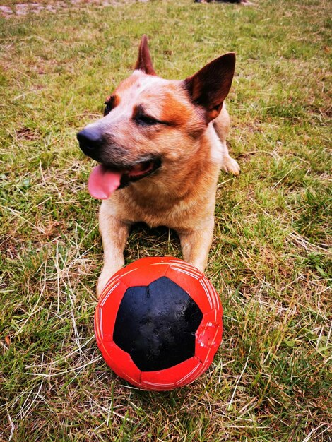 Foto primer plano de un perro en el campo