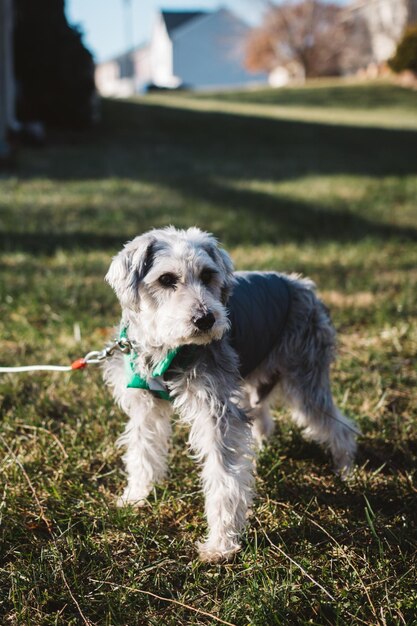 Foto primer plano de un perro en el campo