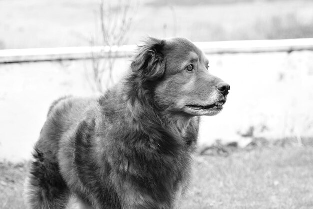 Foto primer plano del perro en el campo