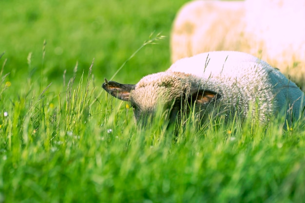 Primer plano del perro en el campo