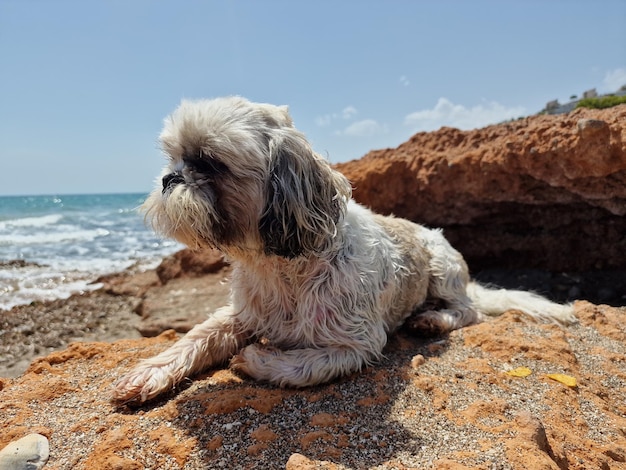 Primer plano del perro en el campo