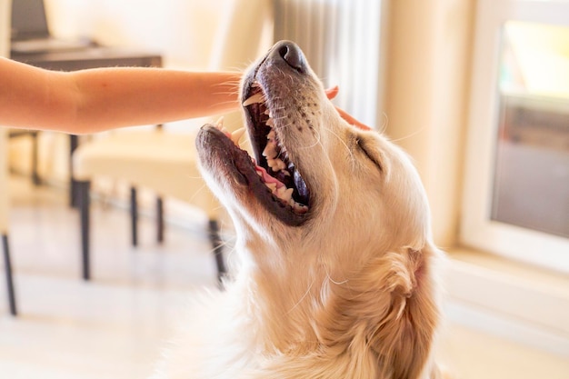 Primer plano de un perro en casa