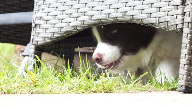 Primer plano de un perro en el césped