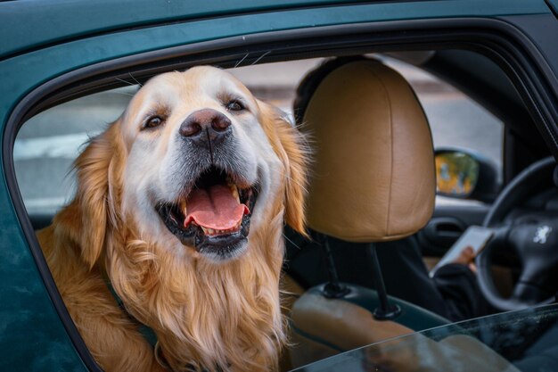 Foto primer plano de un perro en un coche