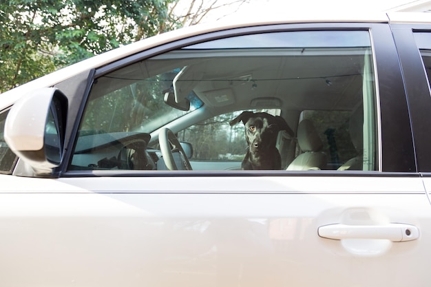 Primer plano del perro en el coche