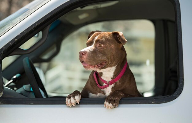 Foto primer plano de un perro en un coche