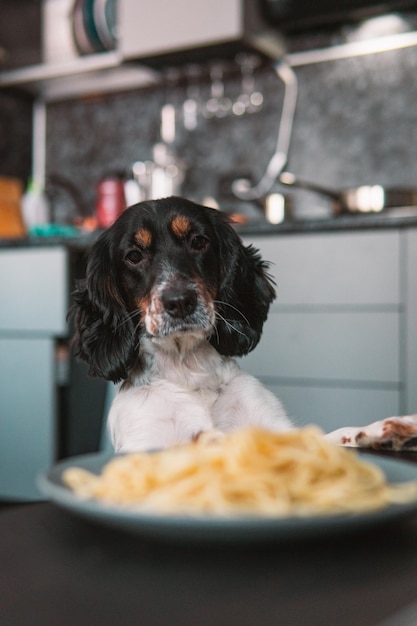 Primer plano de un perro cocker spaniel mirando un plato de pasta