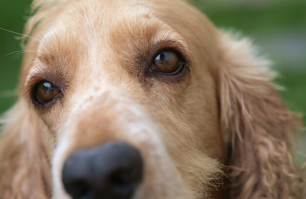 Primer plano de un perro cocker spaniel que mira hacia otro lado