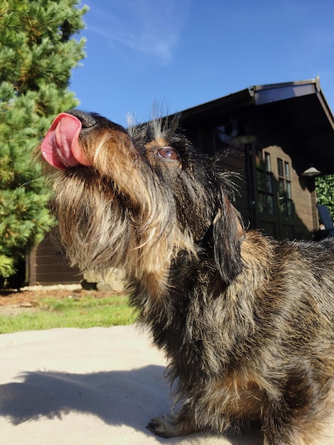 Primer plano de un perro contra el cielo