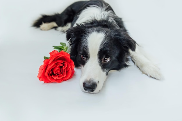 Primer plano de un perro contra un fondo blanco