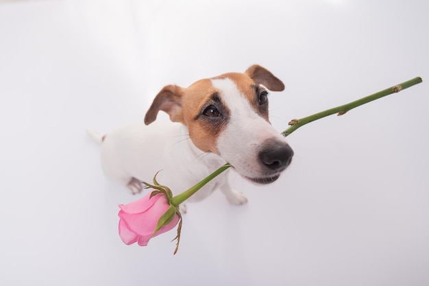 Foto primer plano de un perro contra un fondo blanco