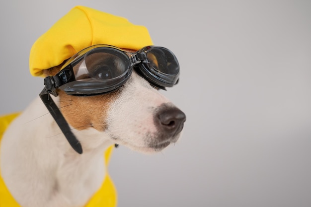 Foto primer plano de un perro contra un fondo blanco