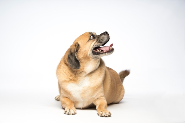 Primer plano de un perro contra un fondo blanco