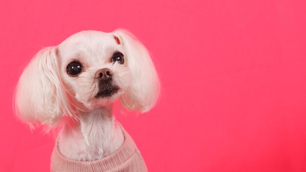 Un primer plano de un perro contra un fondo de coral.