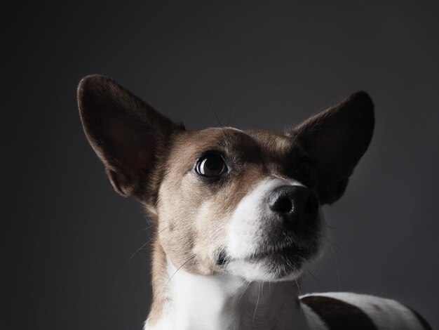 Primer plano de un perro contra un fondo gris