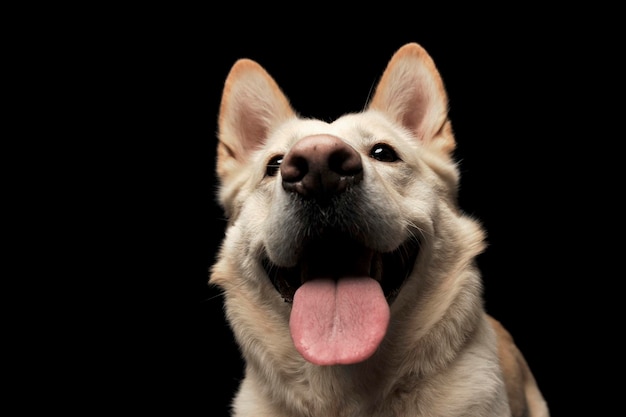 Primer plano de un perro contra un fondo negro