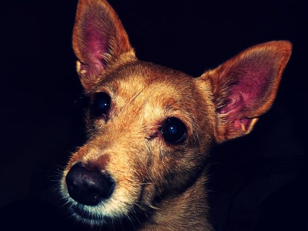 Foto primer plano de un perro contra un fondo negro