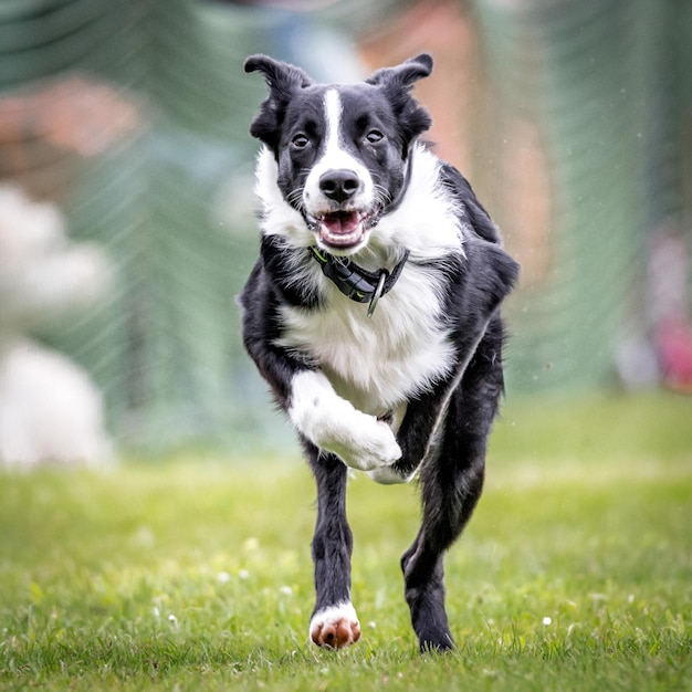 Primer plano de un perro corriendo por un campo de hierba
