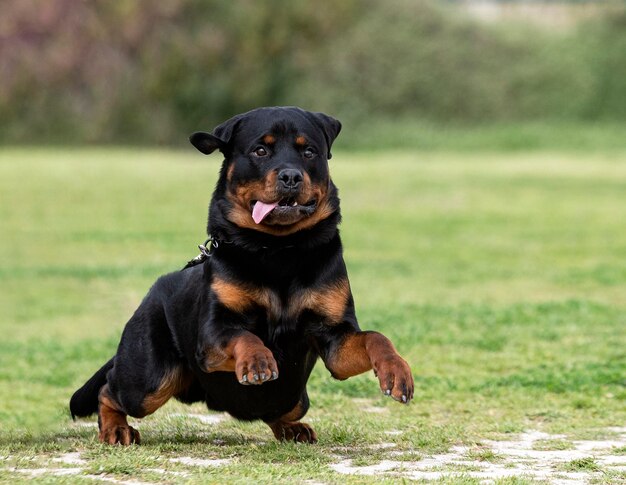 Foto primer plano de un perro corriendo por el campo