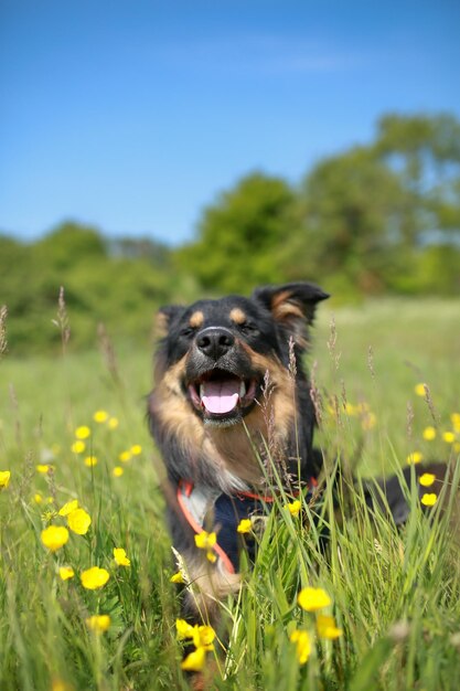 Foto primer plano de un perro corriendo por el campo