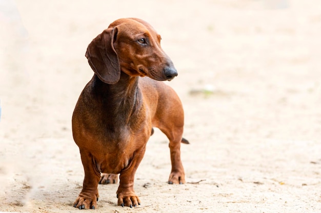 Primer plano del perro dachshund en un fondo de arena clara