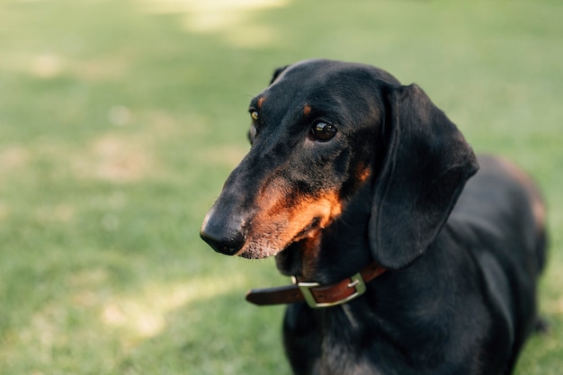 Primer plano de perro dachshund