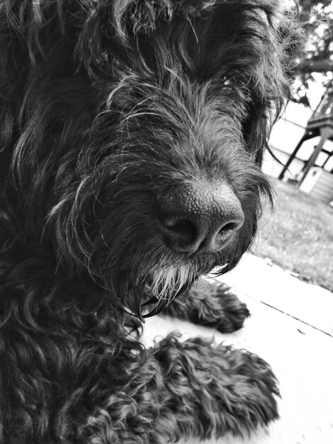 Foto primer plano de un perro descansando al aire libre