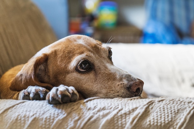 Foto primer plano de un perro descansando en la cama en casa