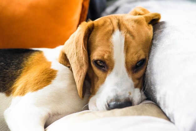 Primer plano de un perro descansando en la cama