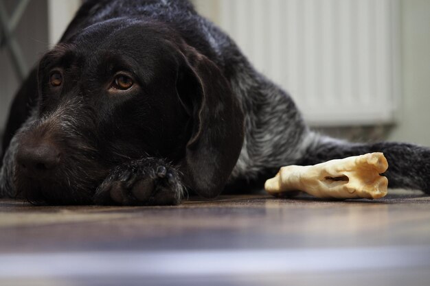 Foto primer plano de un perro descansando en casa