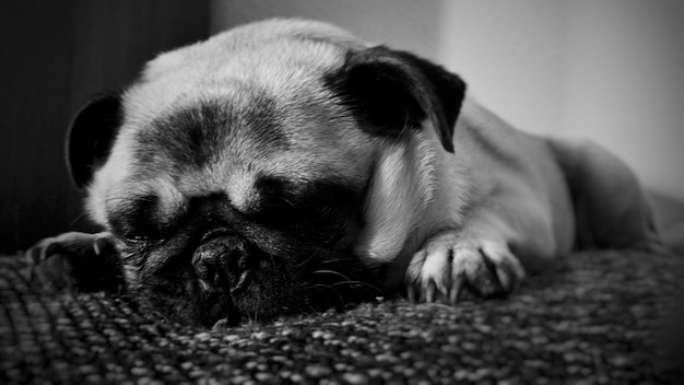 Foto primer plano de un perro descansando en casa