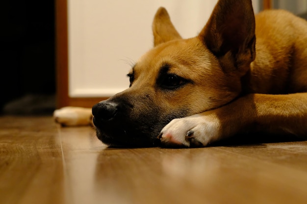 Primer plano de un perro descansando en casa