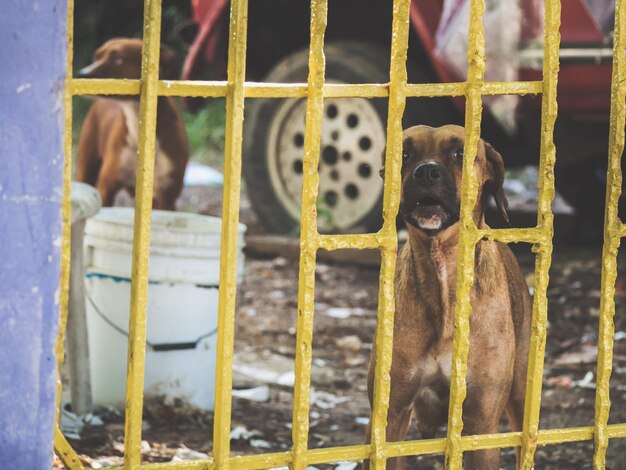 Foto primer plano del perro detrás de la valla