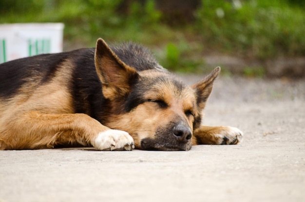 Primer plano de un perro durmiendo al aire libre