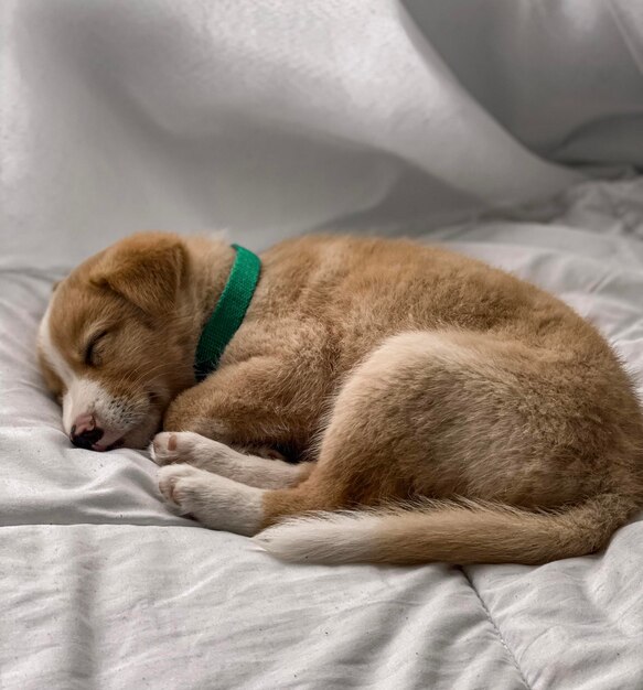 Foto primer plano de un perro durmiendo en la cama en casa