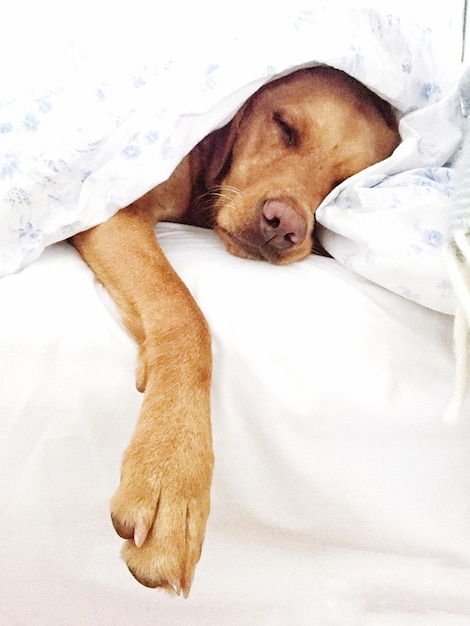 Primer plano de perro durmiendo en la cama en casa